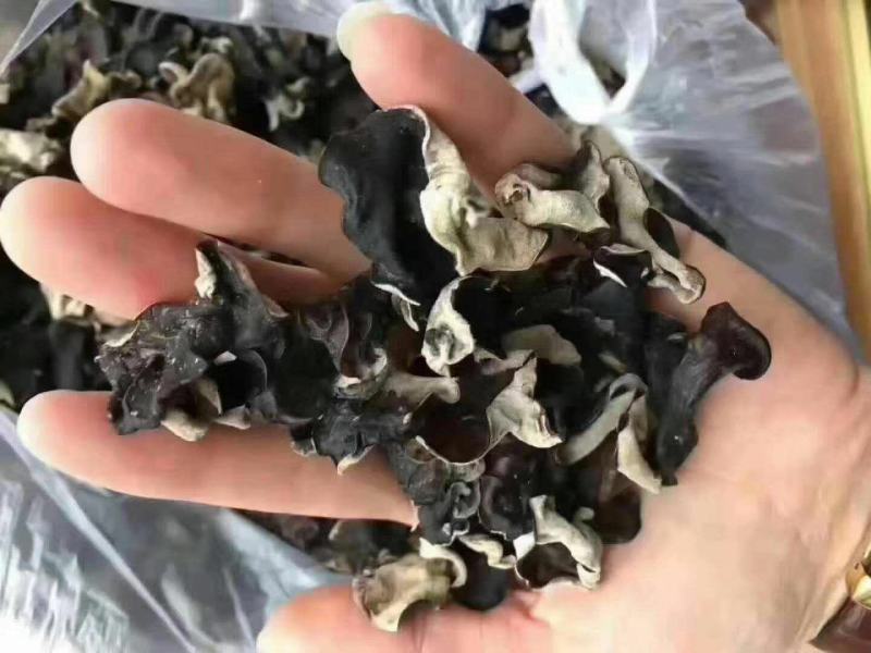 黑毛木耳无根散装木耳一件50斤产地发货对接大型批发