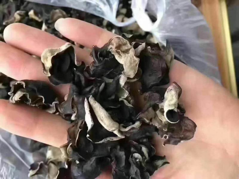 黑毛木耳无根散装木耳一件50斤产地发货对接大型批发