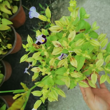 产地批发紫花夏堇夏堇双色基地直销一手货源视频看货