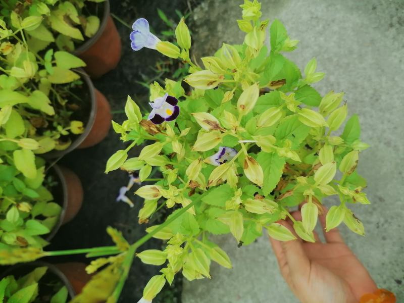 产地批发紫花夏堇夏堇双色基地直销一手货源视频看货