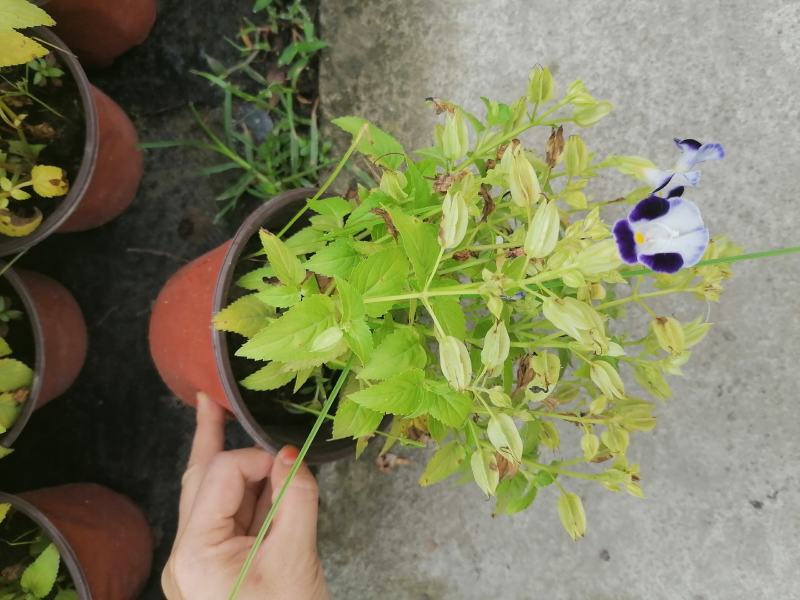 产地批发紫花夏堇夏堇双色基地直销一手货源视频看货