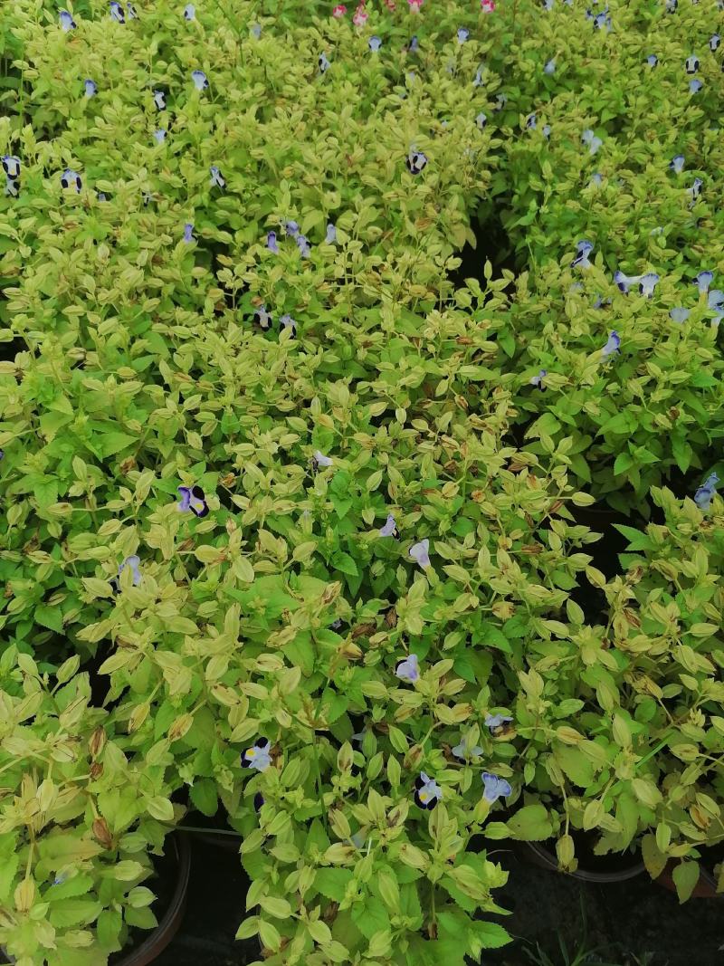 产地批发紫花夏堇夏堇双色基地直销一手货源视频看货