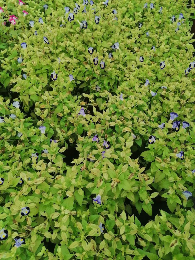 产地批发紫花夏堇夏堇双色基地直销一手货源视频看货