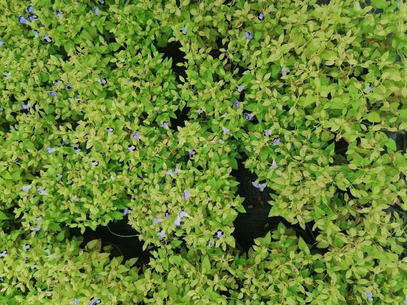 产地批发紫花夏堇夏堇双色基地直销一手货源视频看货