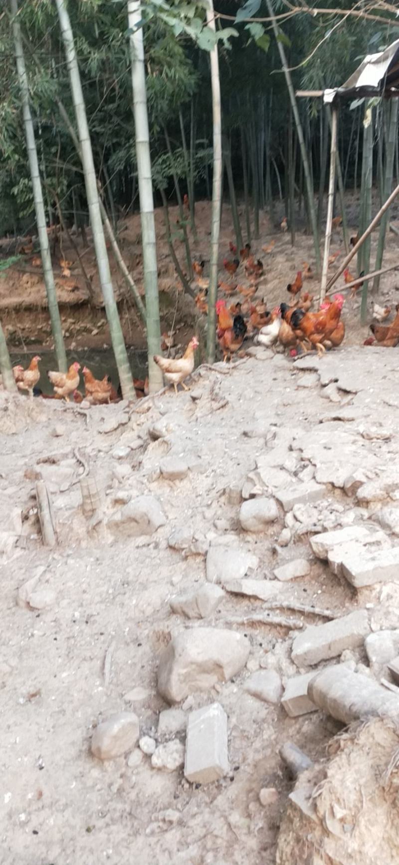 正宗皖南土鸡山林放养味道鲜美是你的不二之选。