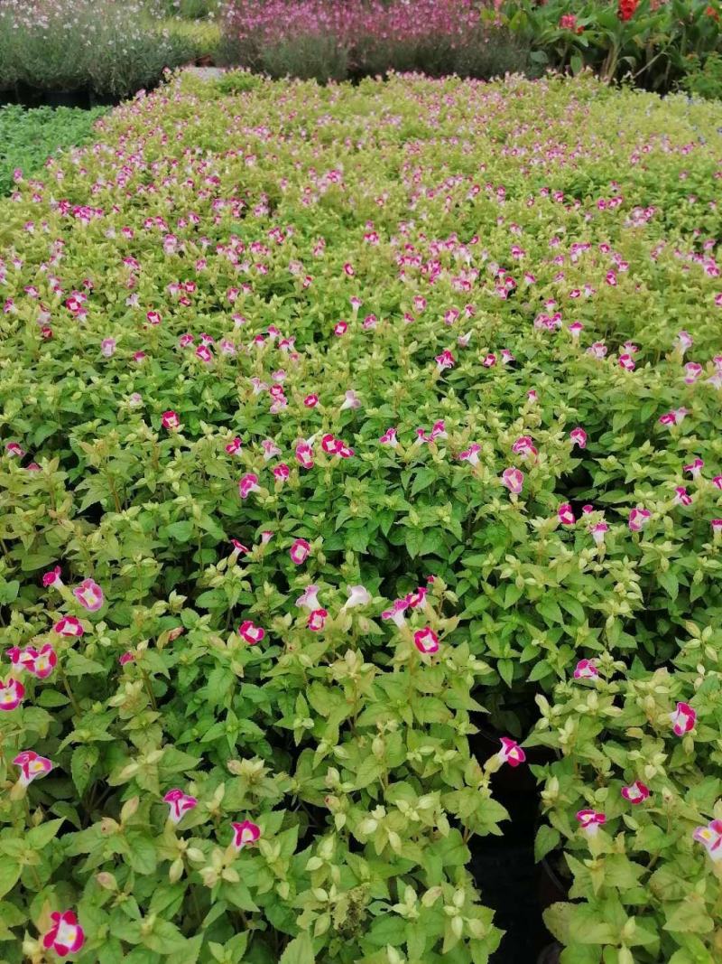 产地批发红花夏堇夏堇双色杯基地直销一手货源视频看货