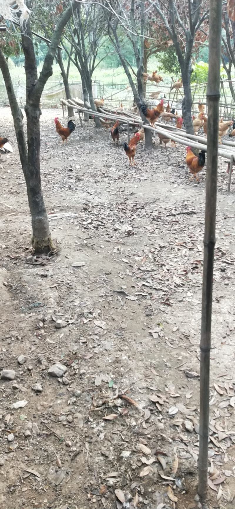 正宗皖南土鸡。山林放养。味道鲜美。大山深处的土鸡