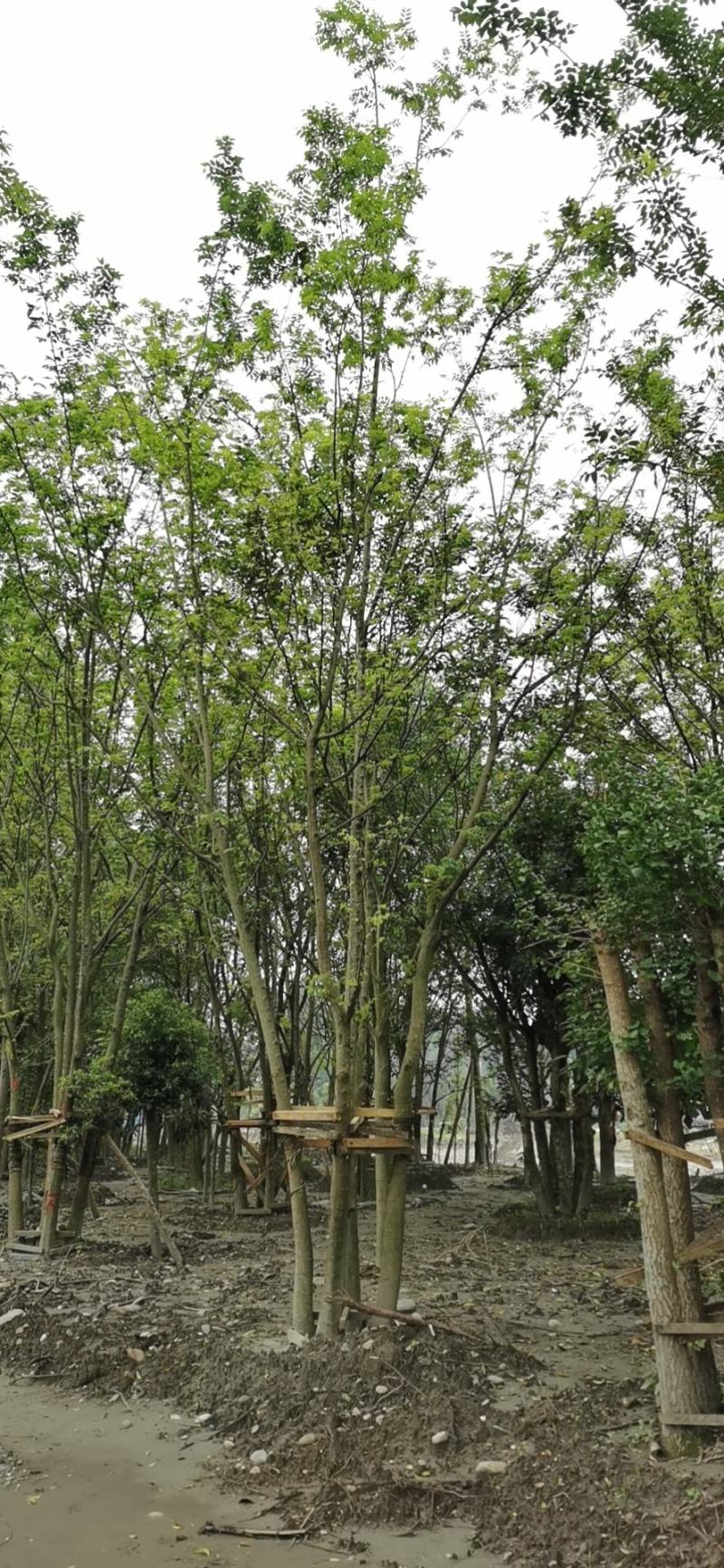 【热销】单干朴树丛生朴树4-6杆成都丛生朴树基地欢迎致电