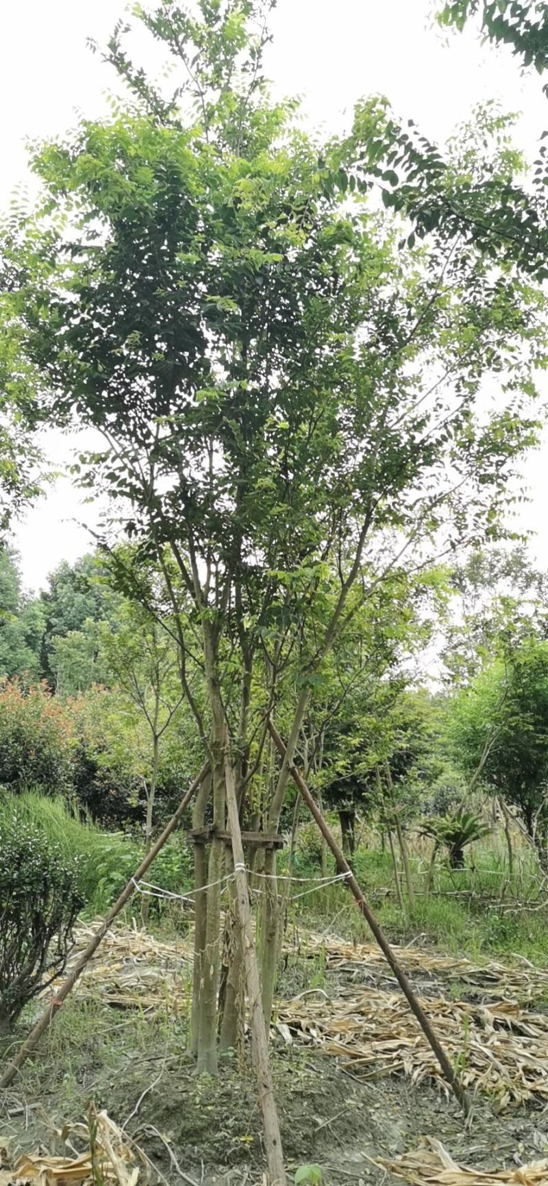 【热销】单干朴树丛生朴树4-6杆成都丛生朴树基地欢迎致电