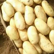 [推荐]黑龙江哈尔滨土豆Ⅴ七土豆马铃薯产地直发