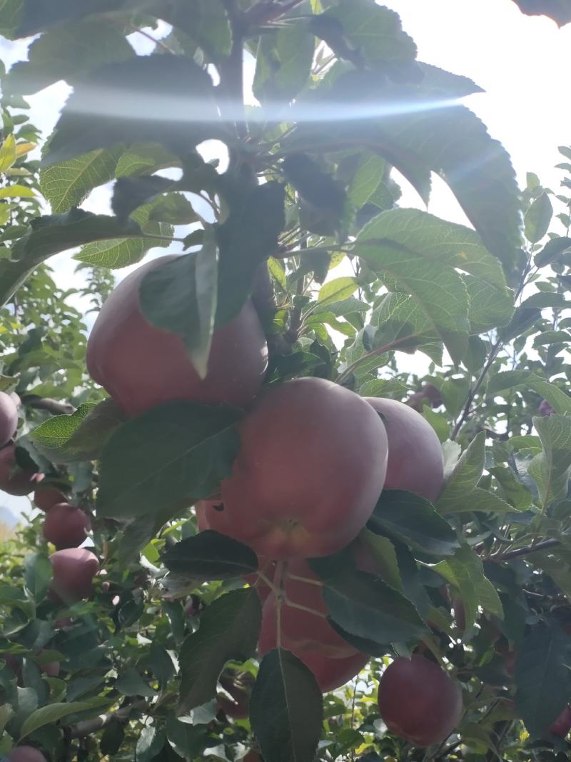 甘肃省白银市会宁关川苹果