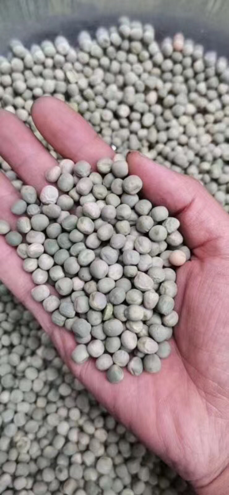 现货供应美国绿豌豆跑江湖地摊暴利产品天然优质干豌豆。