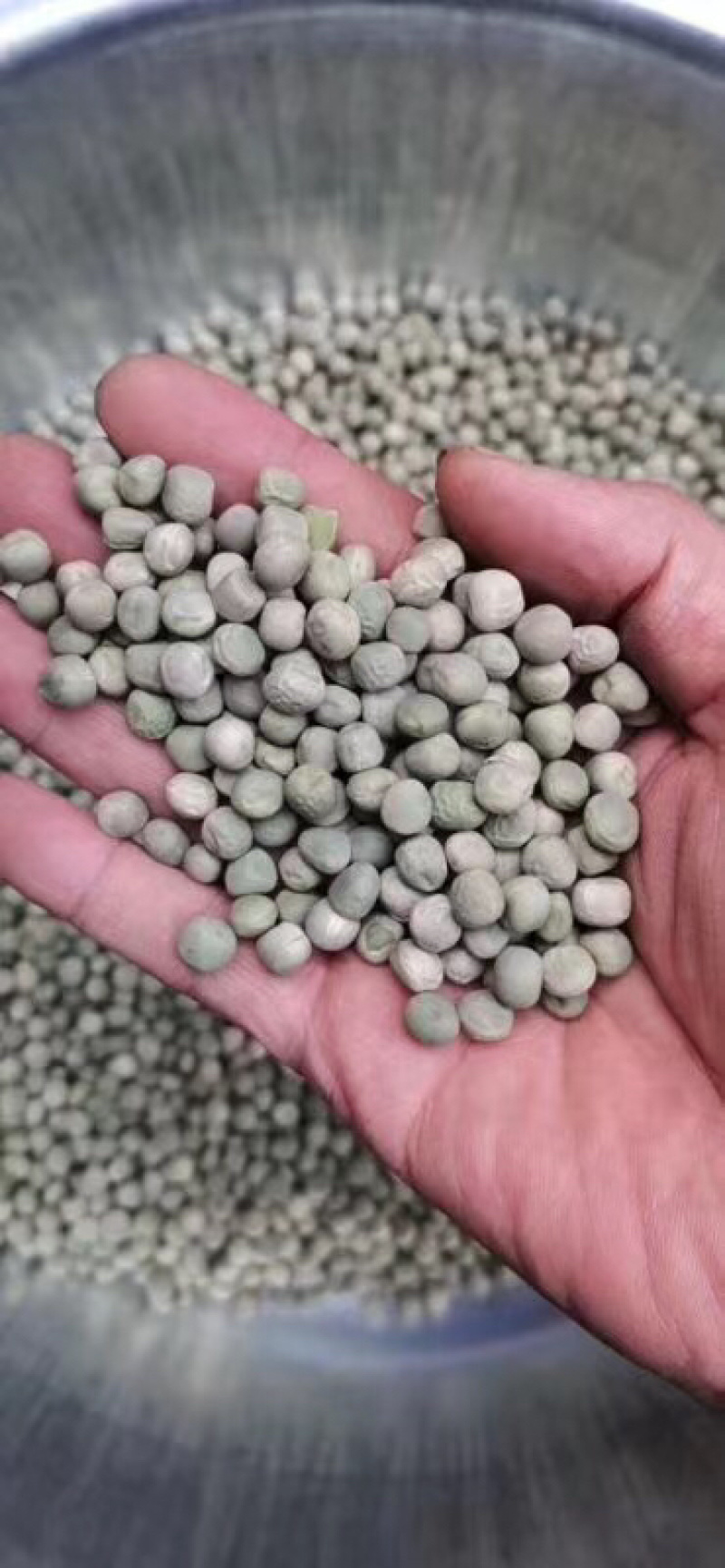 现货供应美国绿豌豆跑江湖地摊暴利产品天然优质干豌豆。