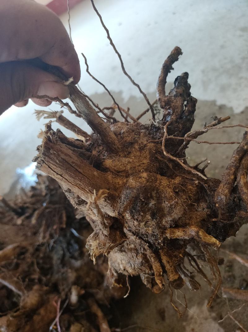 刚下山黄荆，黄卢盆景盆景桩