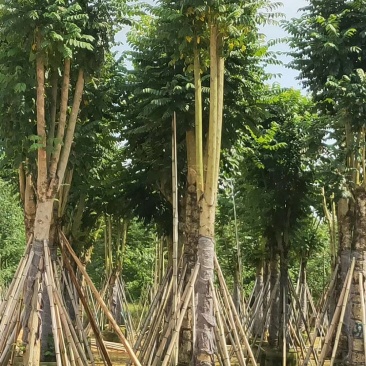 火焰木15公分骨架/5-12光棍火焰木