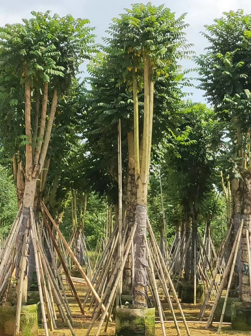 火焰木15公分骨架/5-12光棍火焰木