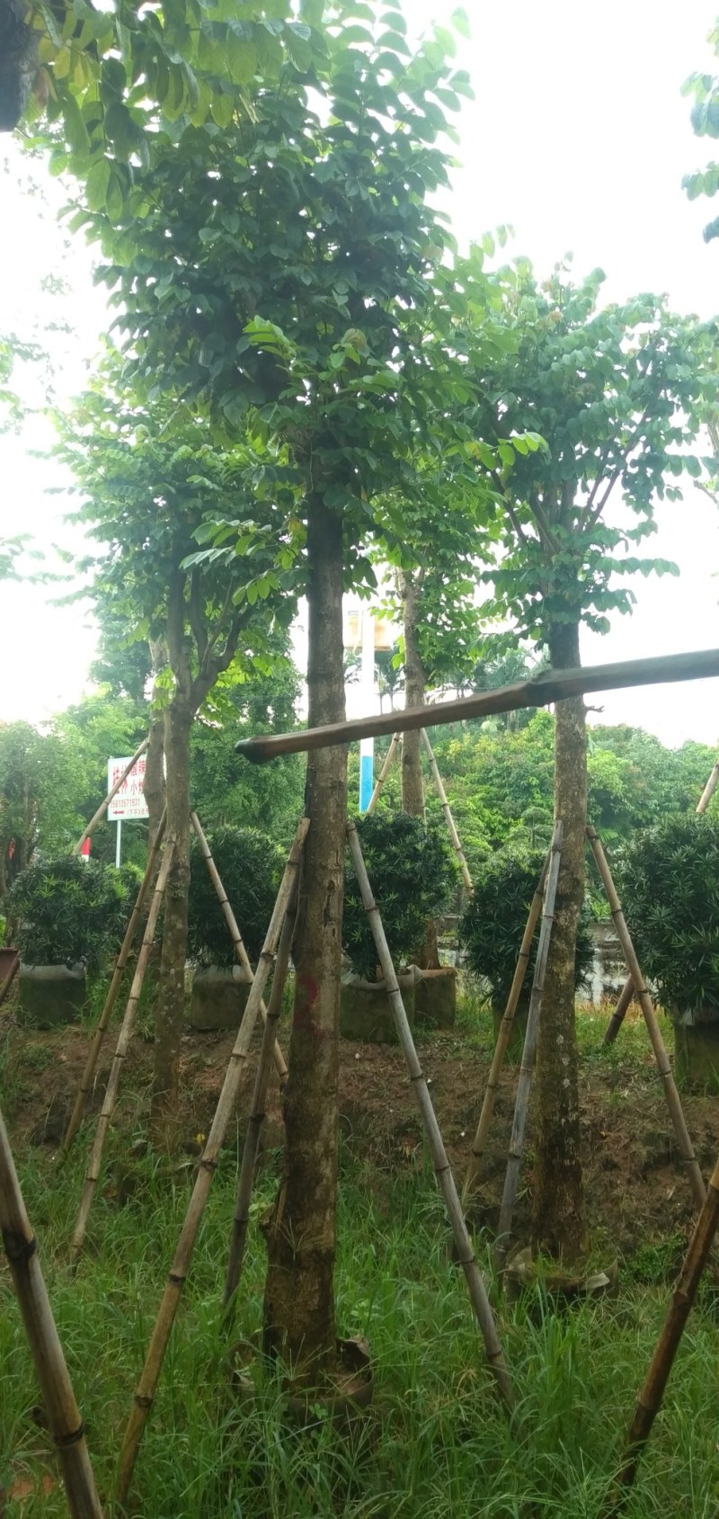 火焰木15公分骨架/5-12光棍火焰木