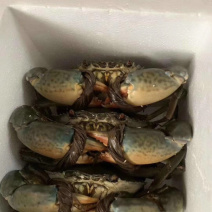 北部湾青蟹大青蟹（有膏）招社区团长可一件代发