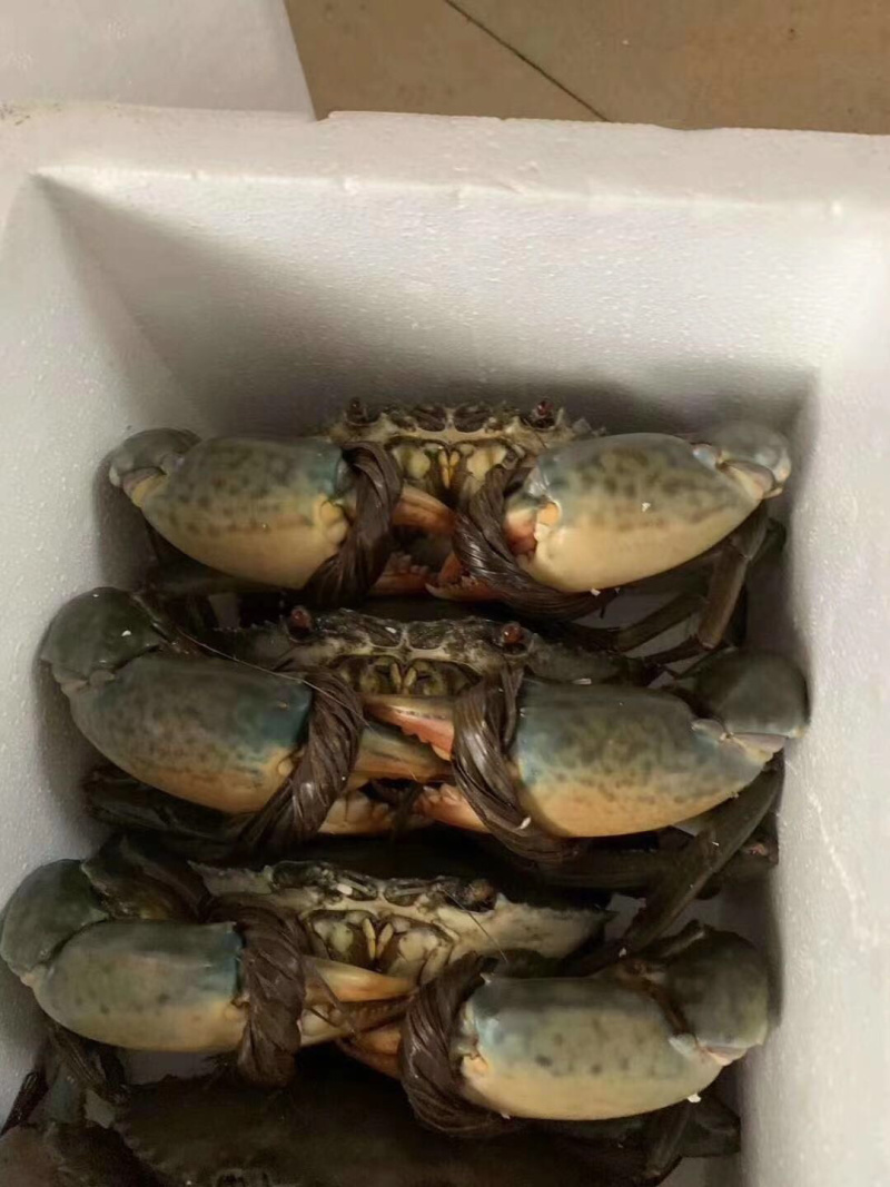 北部湾青蟹大青蟹（有膏）招社区团长可一件代发