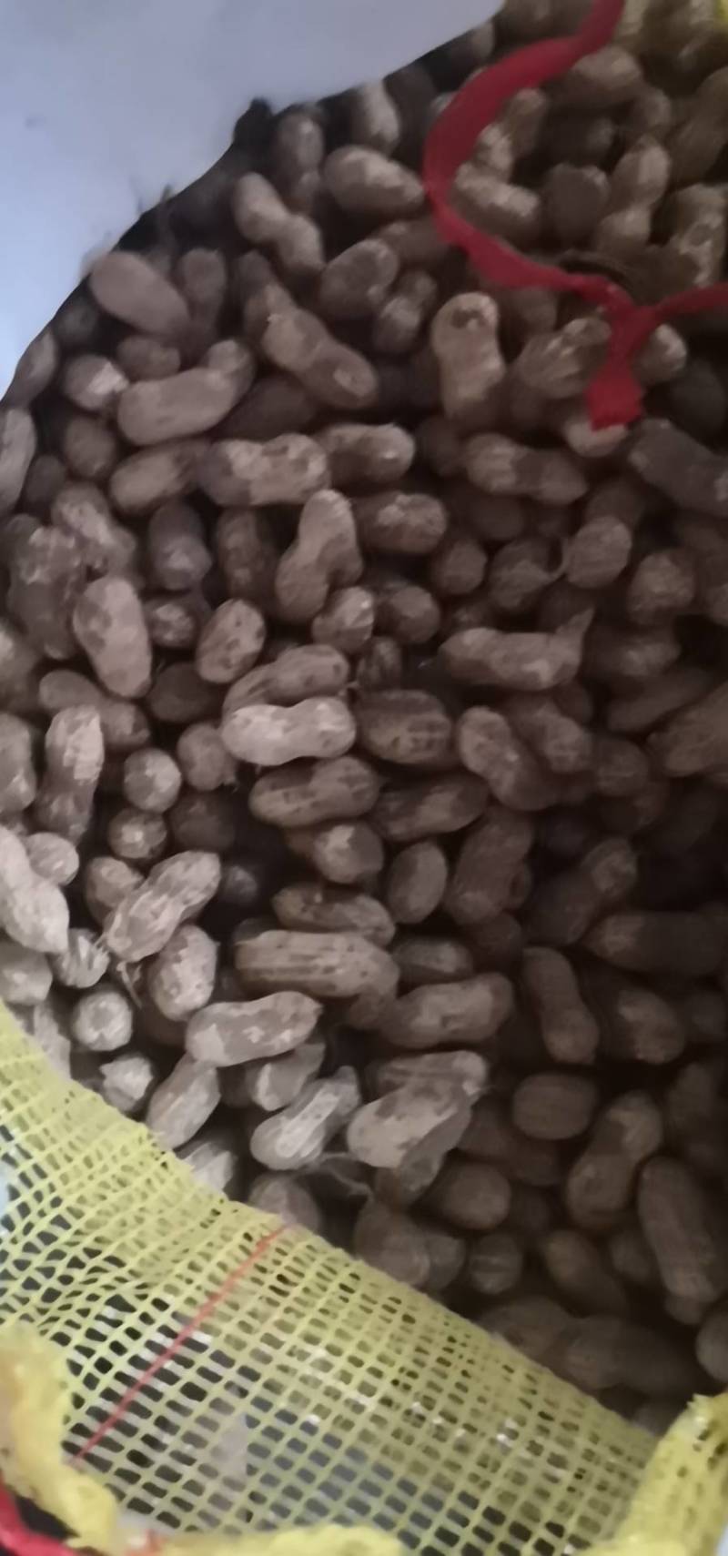 优质鲜花生销售，质优价廉，