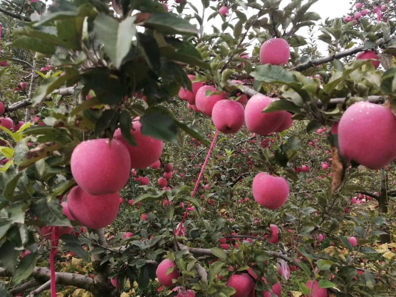 山东纸袋红星苹果产地销售苹果种植基地