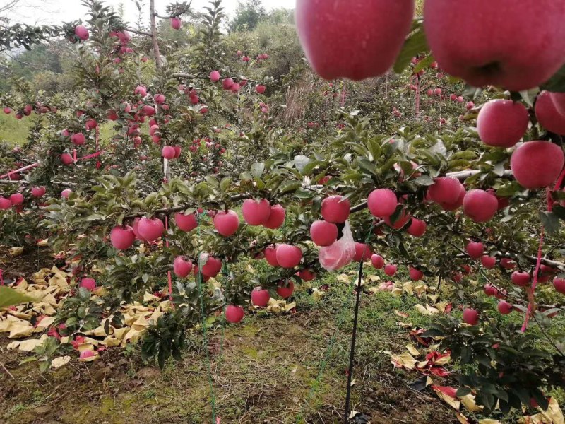 山东纸袋红星苹果产地销售苹果种植基地