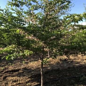 出售各种规格精品玉玲花