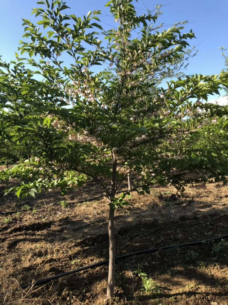 出售各种规格精品玉玲花