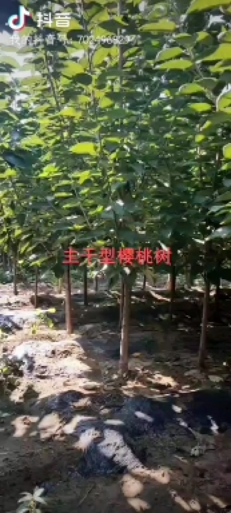 桃树苗，清地处理，一棵也是批发价格！欢迎前来选购！