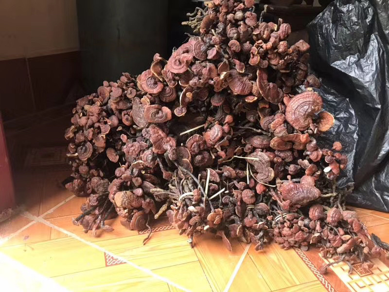 灵芝王小红灵芝野生灵芝王