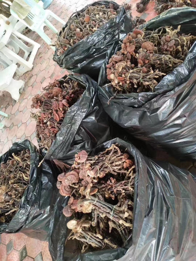 灵芝王小红灵芝野生灵芝王