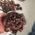 灵芝王小红灵芝野生灵芝王