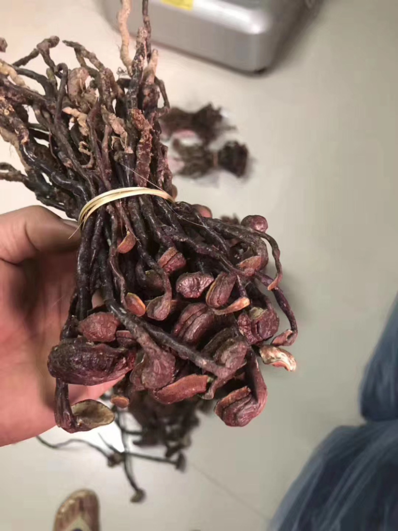 灵芝王小红灵芝野生灵芝王
