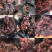 灵芝王小红灵芝野生灵芝王