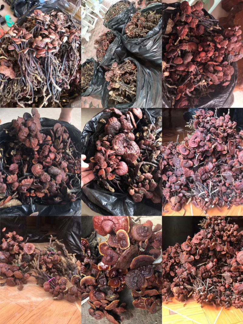 灵芝王小红灵芝野生灵芝王