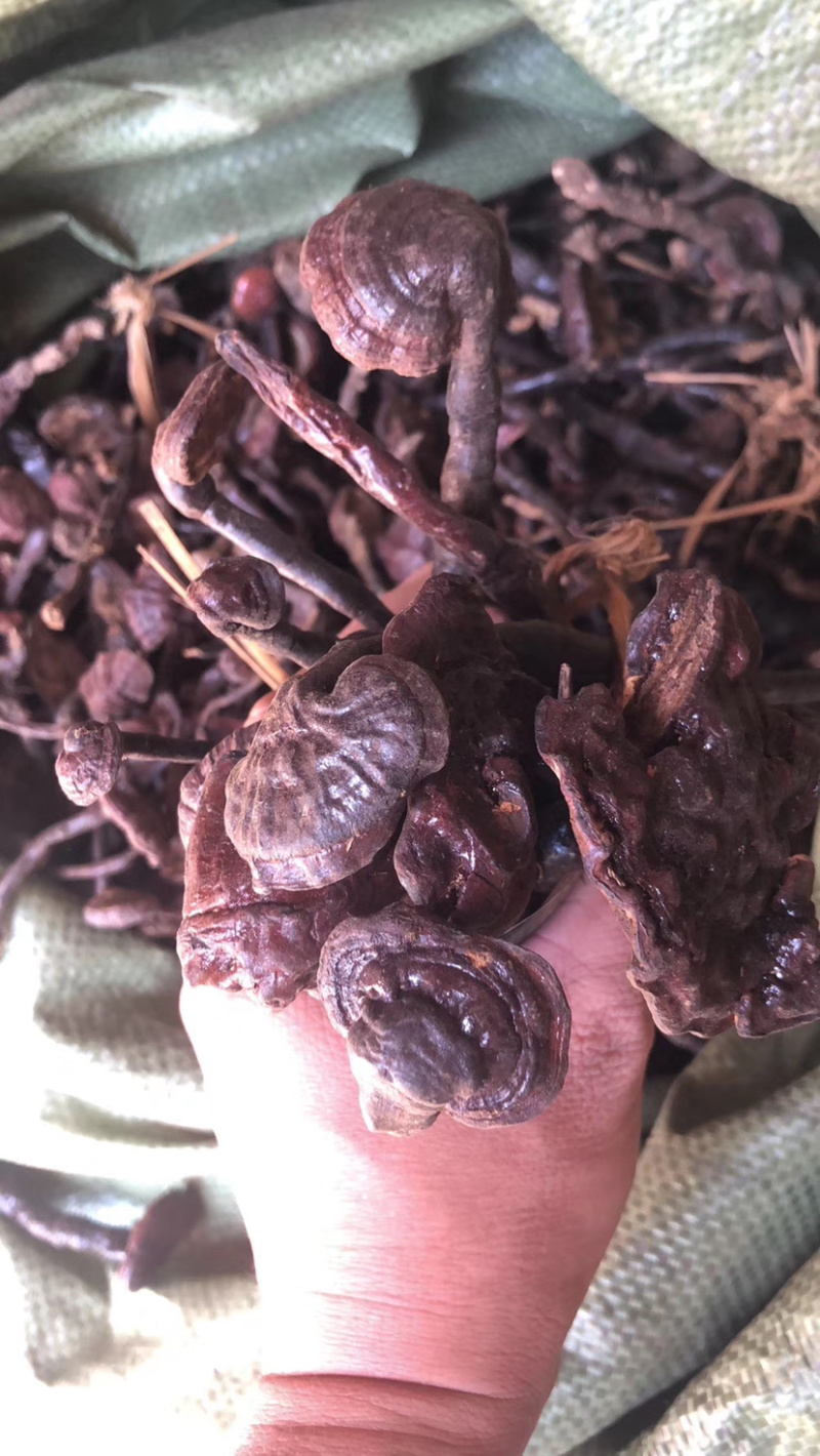灵芝王小红灵芝野生灵芝王