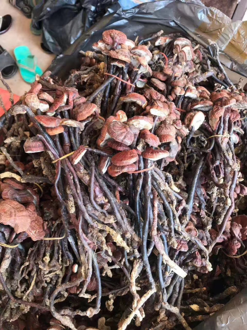 灵芝王小红灵芝野生灵芝王
