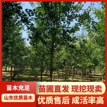 产地直销银杏树2公分3公分4公分6～30公分，售后有保障