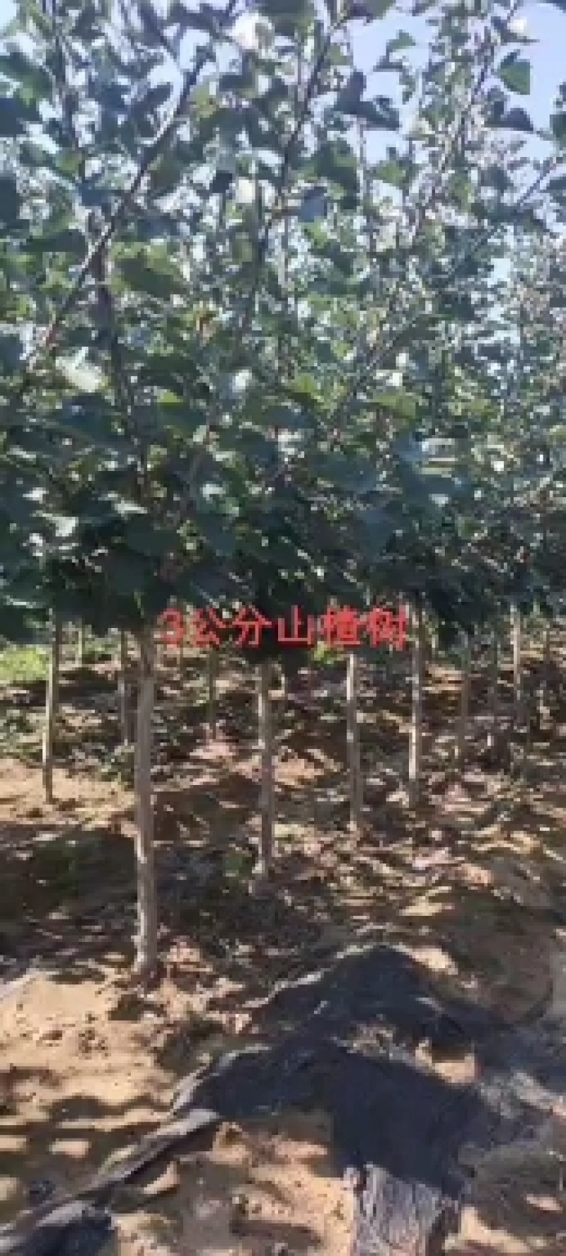 杏树苗，清地处理中，一棵也是批发价格，需要的抓紧联系！