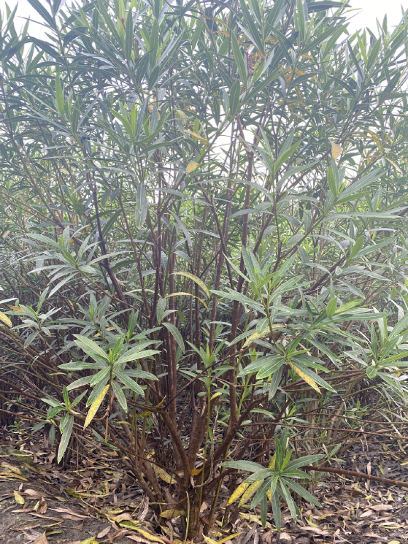 夹竹桃基地直销，2.5米左高，1.5—2米冠夹竹桃