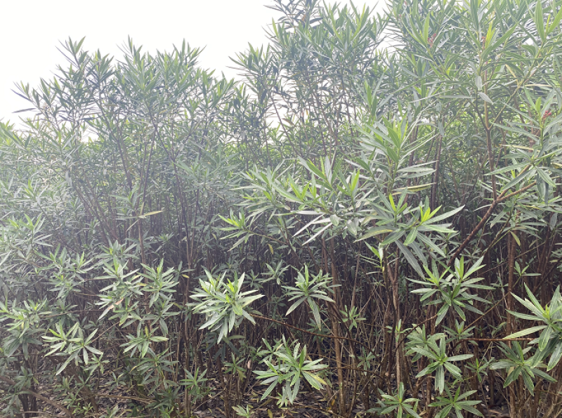 夹竹桃基地直销，2.5米左高，1.5—2米冠夹竹桃