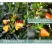 金鱼花吊兰盆栽四季观花植物办公室内净化空气花卉吸甲醛桌面