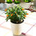 金鱼花吊兰盆栽四季观花植物办公室内净化空气花卉吸甲醛桌面