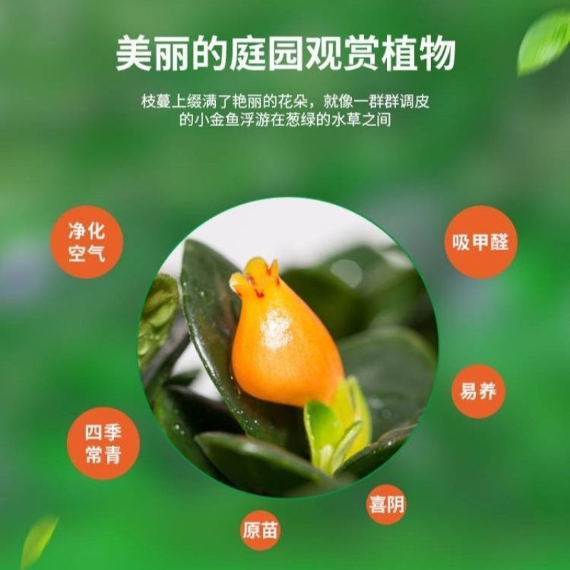 金鱼花吊兰盆栽四季观花植物办公室内净化空气花卉吸甲醛桌面