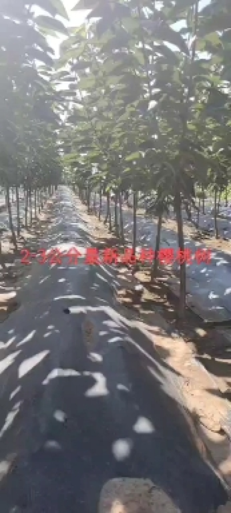 矮化苹果树，清地处理中，一棵也是批发价格，需要的抓紧联系