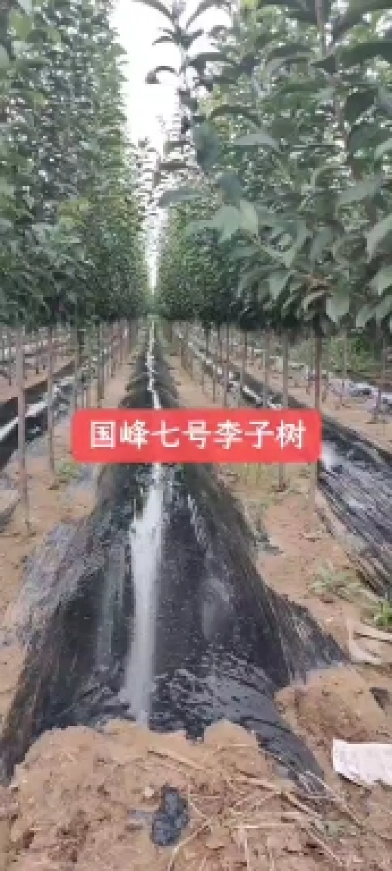 西府海棠清地处理中，一棵也是批发价格，需要的抓紧联系