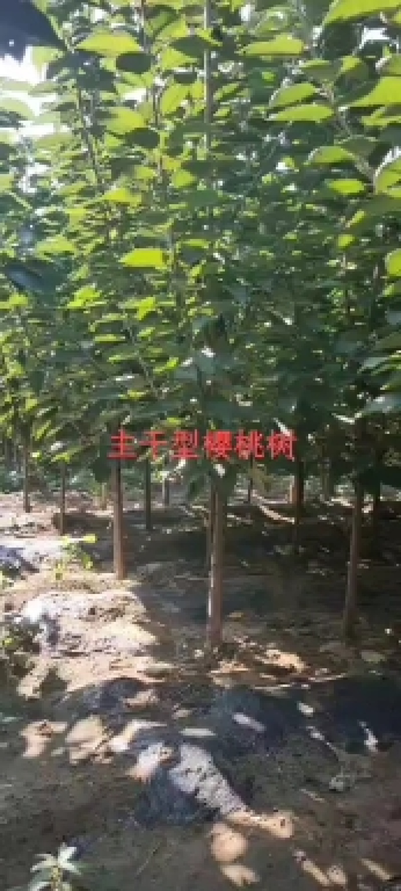 西府海棠清地处理中，一棵也是批发价格，需要的抓紧联系