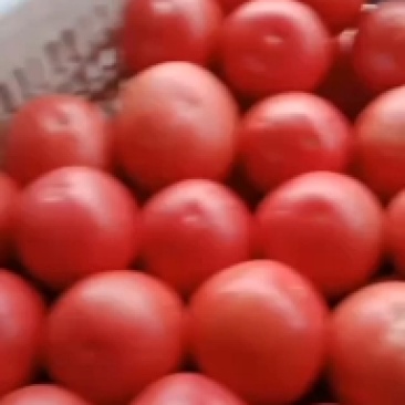 山西精品冷棚西红柿大量