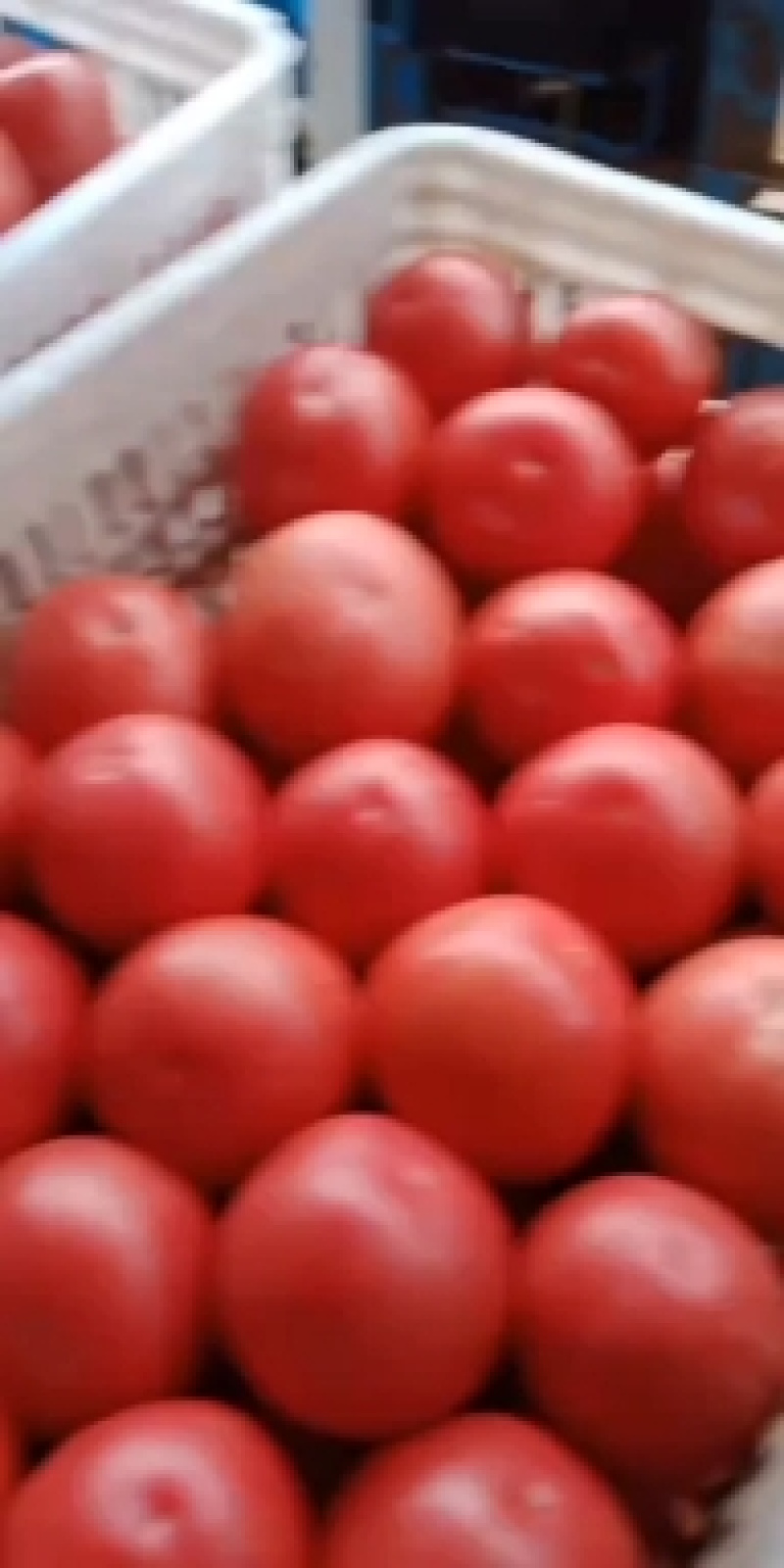 山西精品冷棚西红柿大量