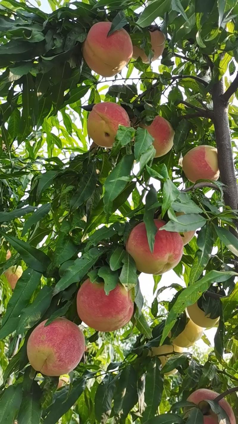 桃子特批，有意者可以聊，童言无欺